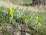 Astragalus xipholobus