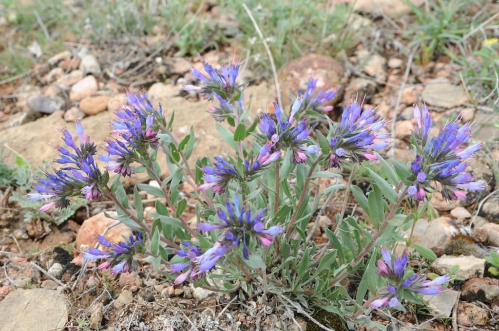 Image of Moltkia caerulea specimen.