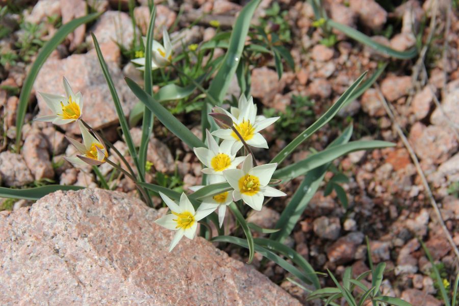 Image of Tulipa bifloriformis specimen.