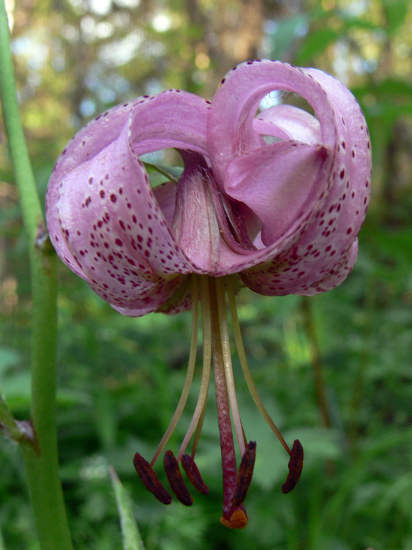 Image of Lilium pilosiusculum specimen.