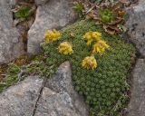 Saxifraga unifoveolata