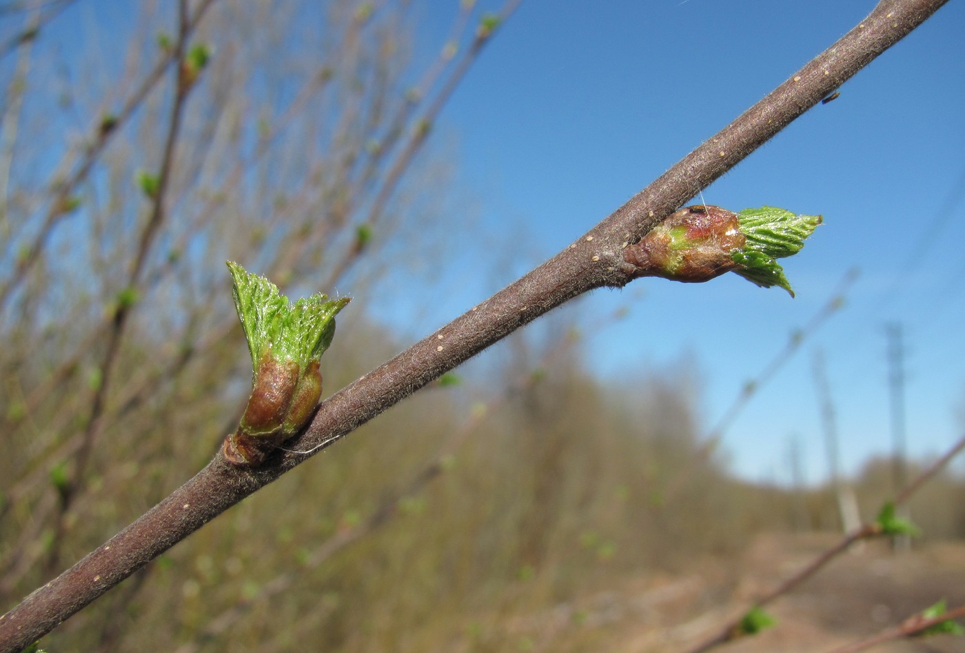 Image of Betula pubescens specimen.