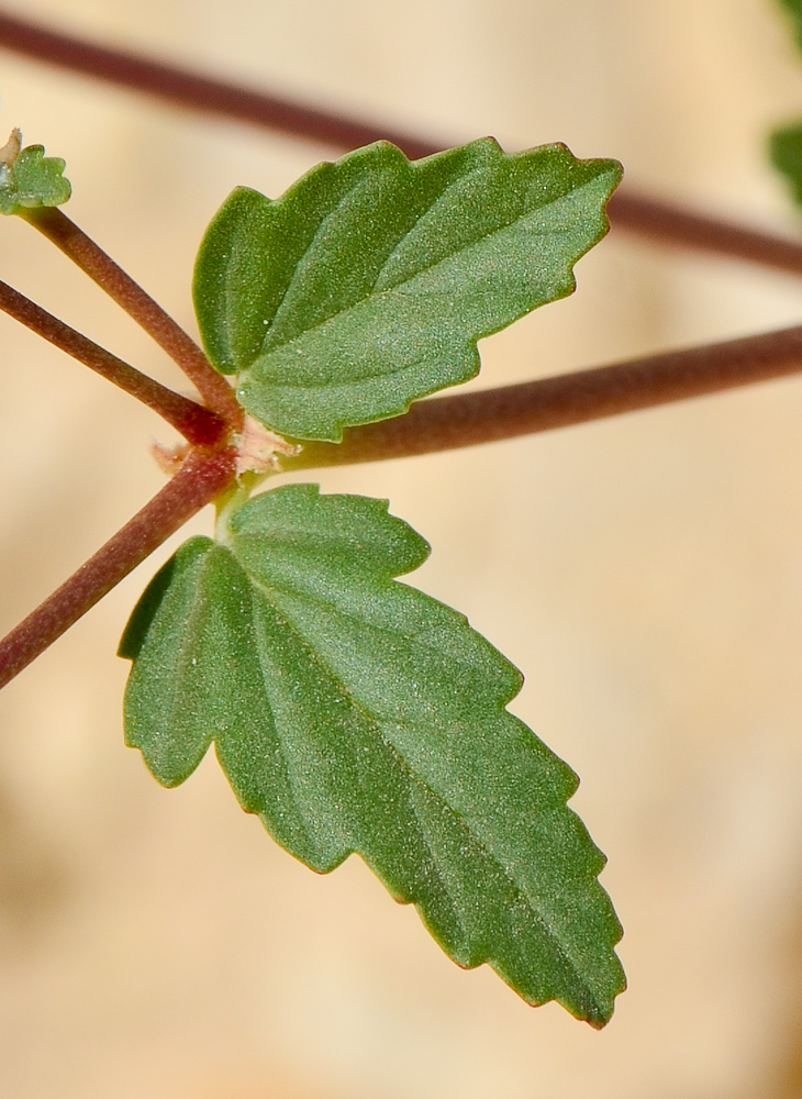 Изображение особи Erodium oxyrhynchum.