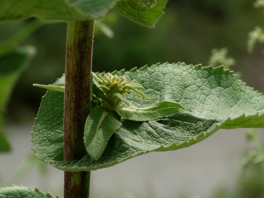 Изображение особи Inula helenium.