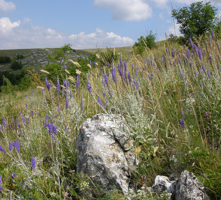 Image of Veronica hololeuca specimen.