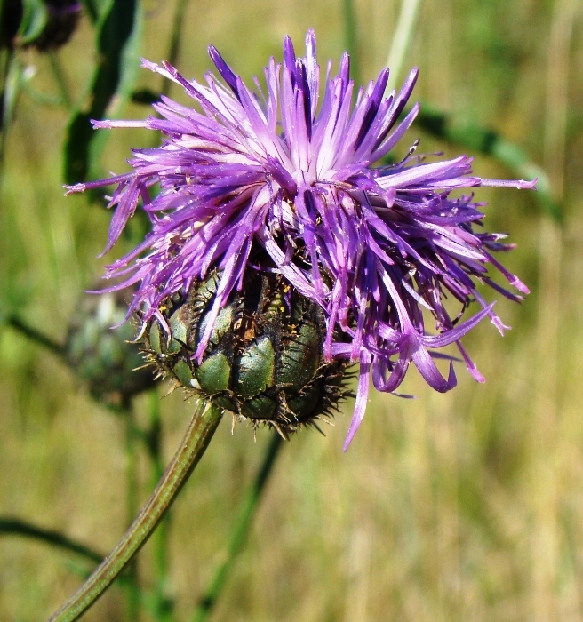 Изображение особи Centaurea scabiosa.