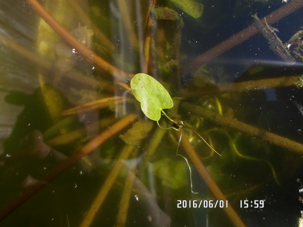 Image of Nymphaea candida specimen.