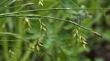 Carex egena