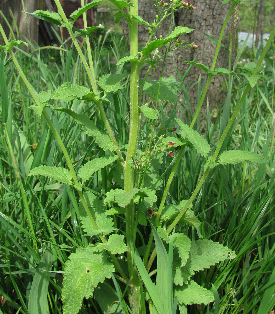 Image of Scrophularia scopolii specimen.