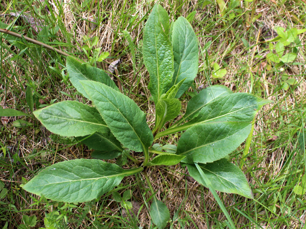 Image of Solidago virgaurea specimen.