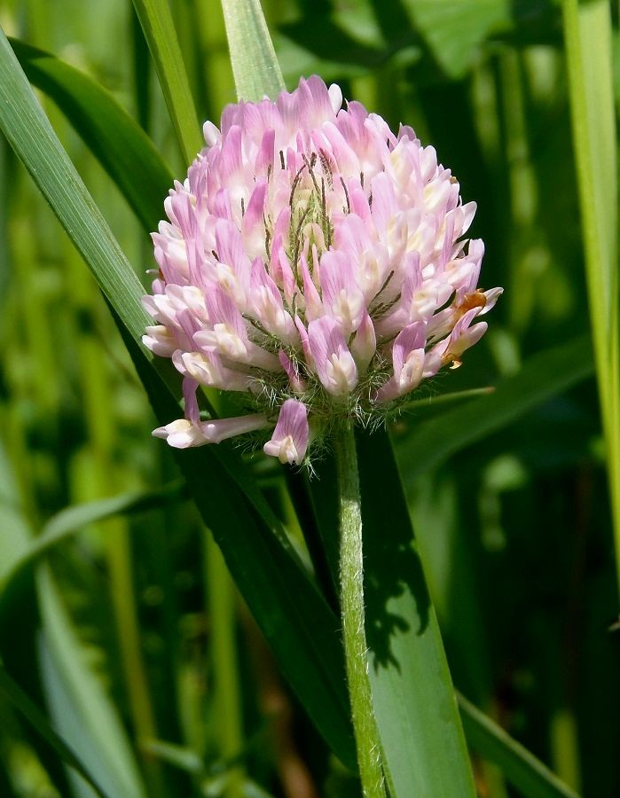 Image of Trifolium pratense specimen.