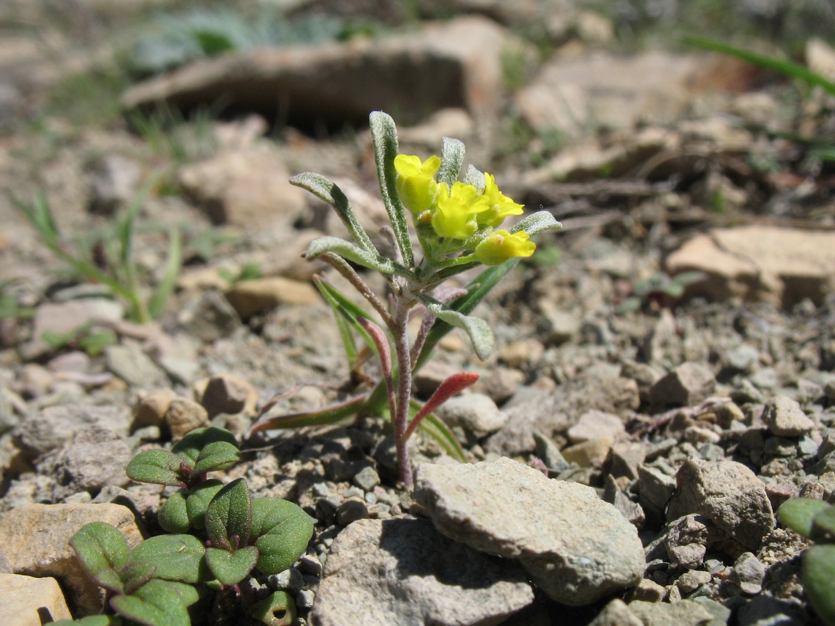 Изображение особи Meniocus linifolius.