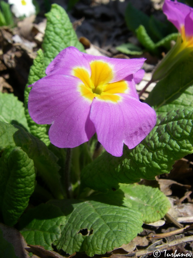 Image of Primula vulgaris specimen.