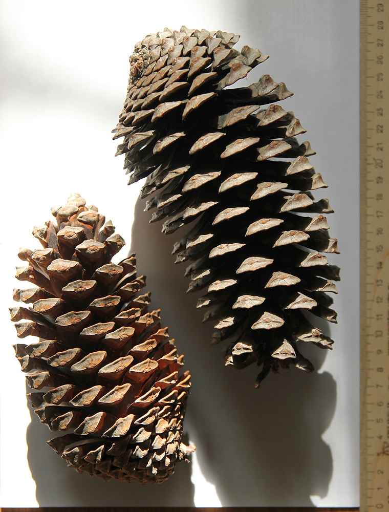 Image of Pinus pinaster specimen.