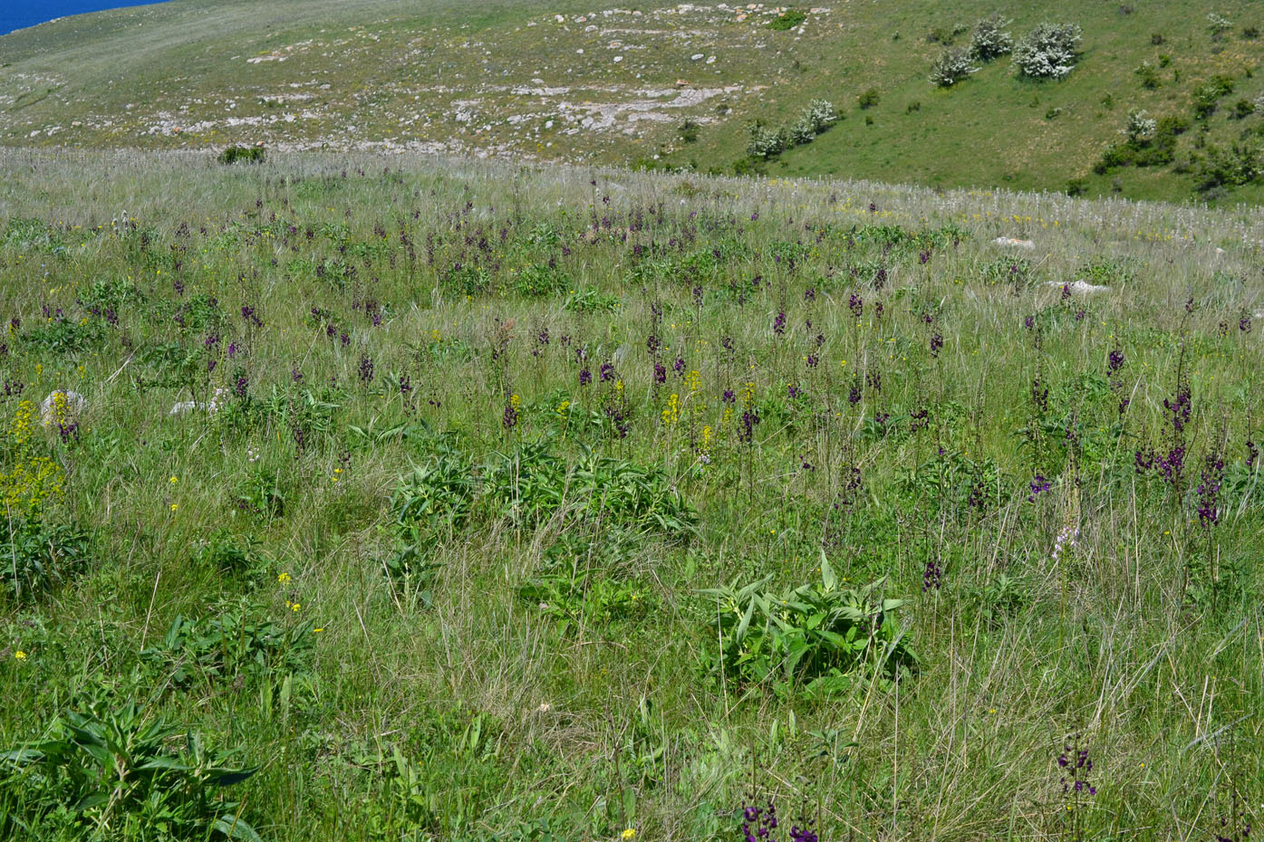 Image of Verbascum phoeniceum specimen.