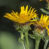 Inula aspera. Соцветия с кормящимися насекомыми. Крым, Бахчисарайский р-н, пос. Куйбышево, берег р. Бельбек, опушка. 02.07.2017.