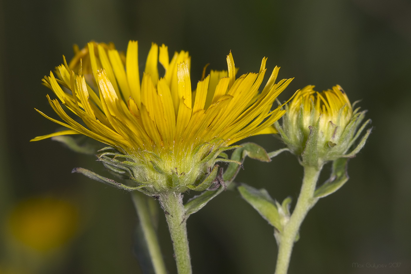 Изображение особи Inula britannica.