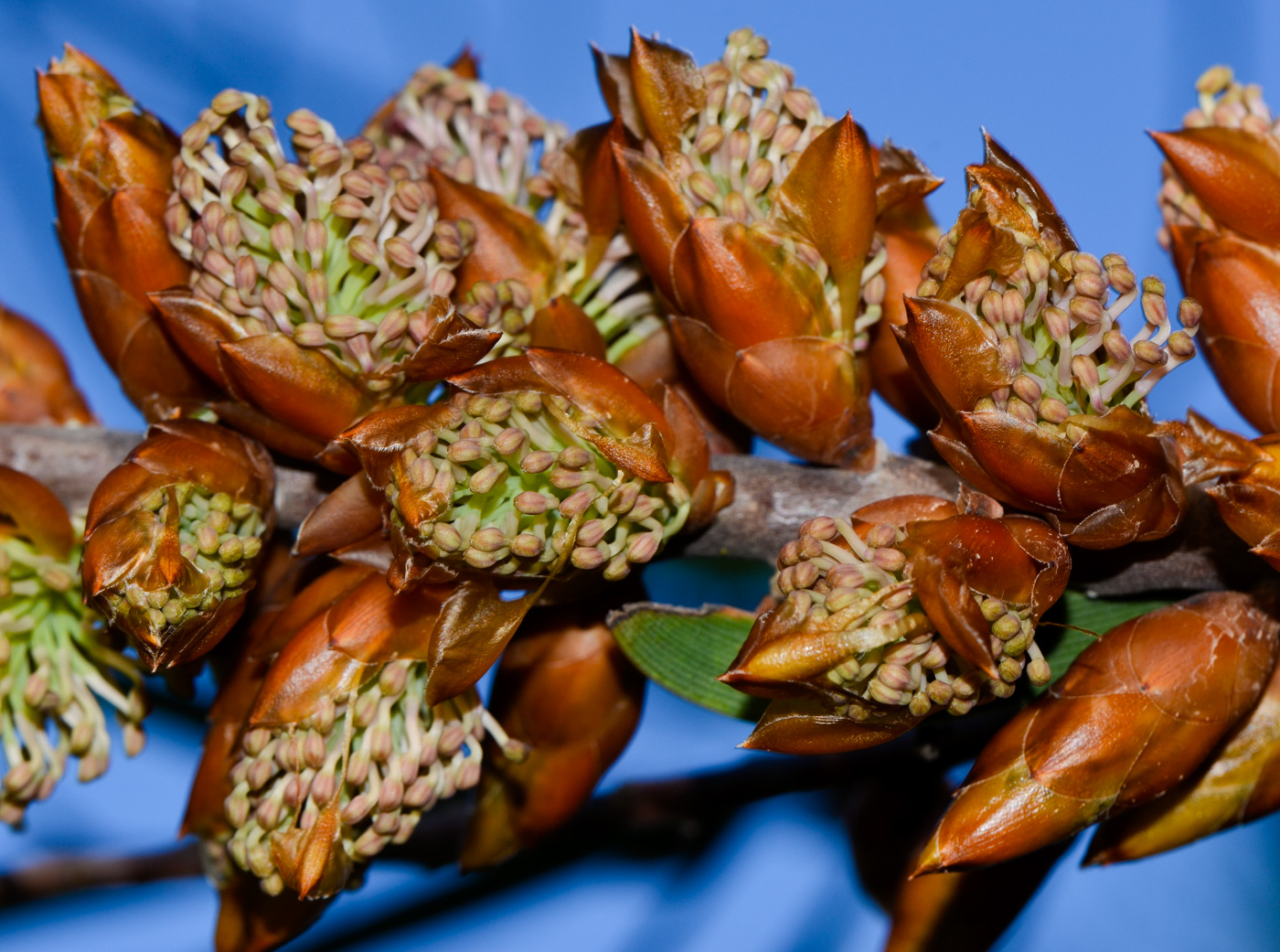 Image of Hakea multilineata specimen.