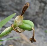 Iris imbricata