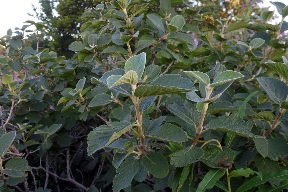 Image of Viburnum lantana specimen.