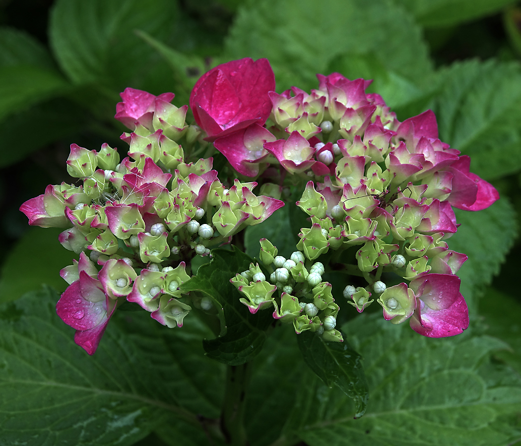 Изображение особи Hydrangea macrophylla.