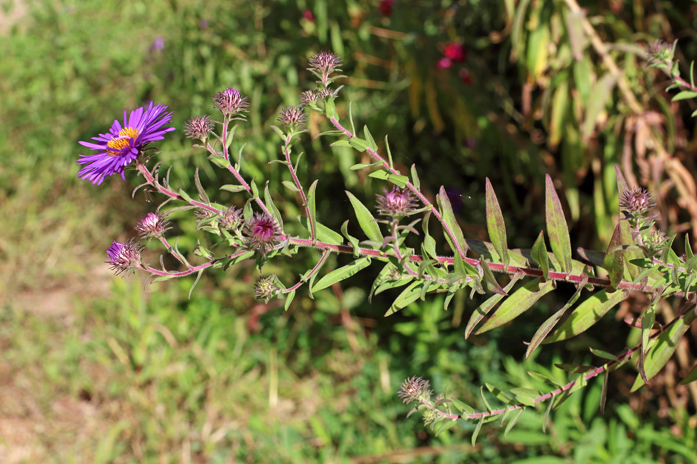 Image of Symphyotrichum novae-angliae specimen.