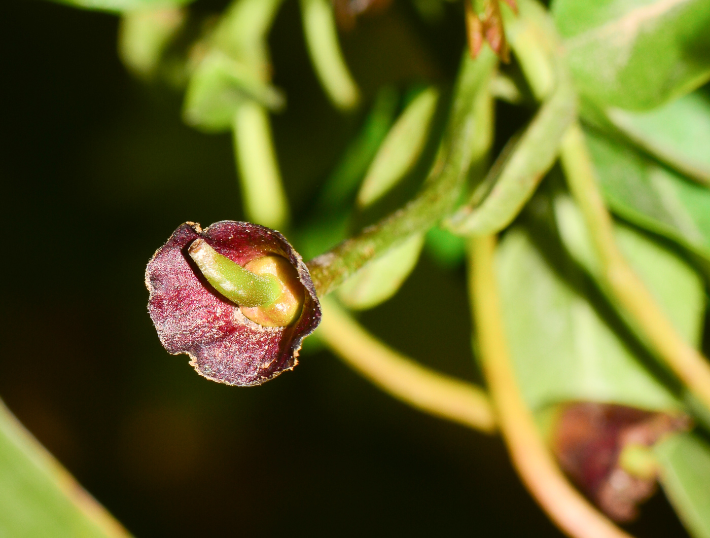 Image of Bignonia capreolata specimen.