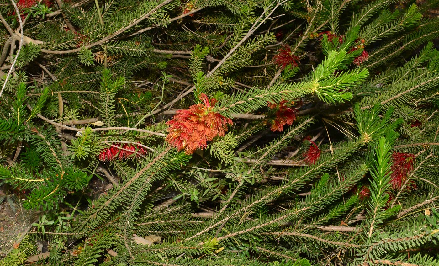 Image of Calothamnus quadrifidus specimen.