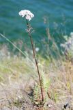 genus Valeriana