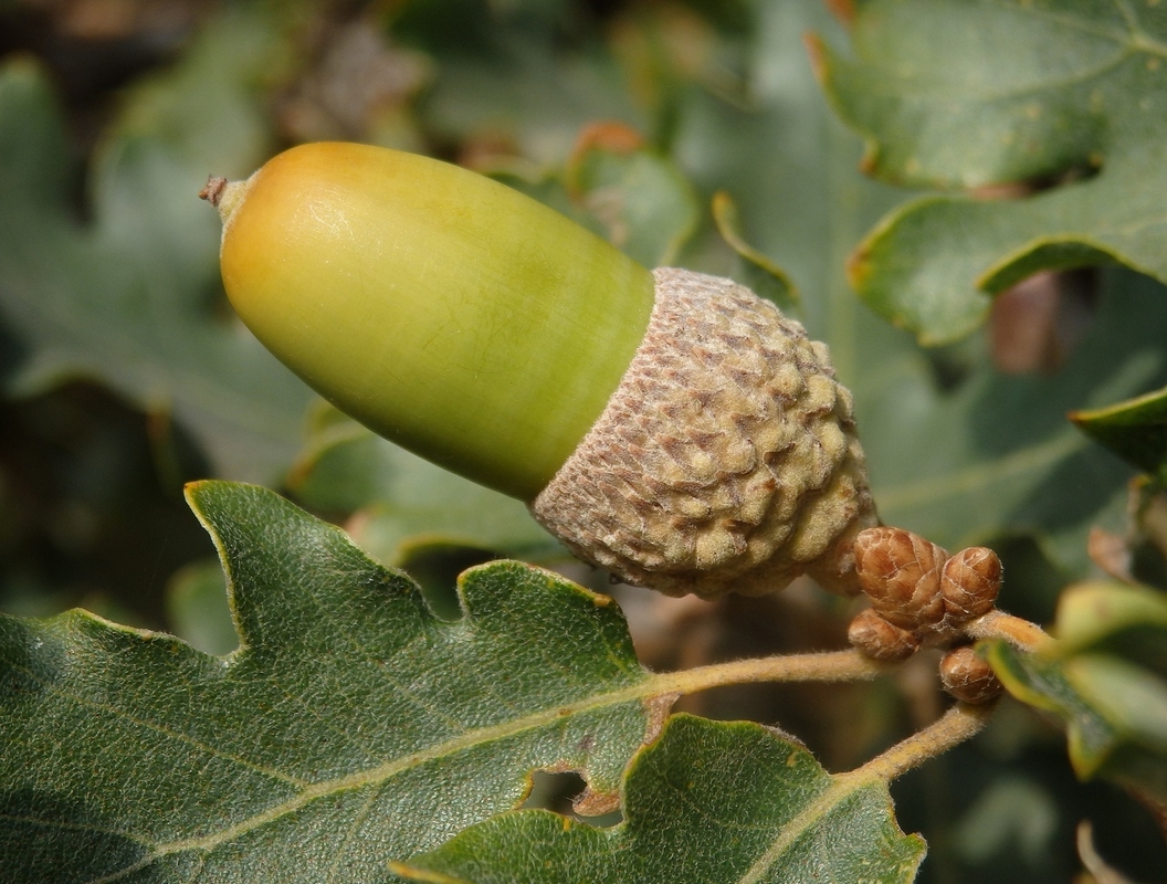 Изображение особи Quercus pubescens.