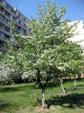 Pyrus communis. Цветущее дерево. Украина, Киев, Южная Борщаговка, ул. Булгакова. 2 мая 2010 г.