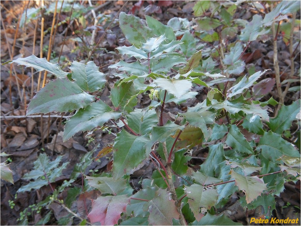 Изображение особи Mahonia aquifolium.