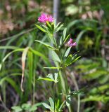 Trifolium uralense. Верхушка цветущего растения. Средний Урал, Пермский край, Кунгурский р-н, окр. с. Филипповка, правый берег р. Сылва, камень Ермак, крутой склон, лес с преобладанием сосны. 16.07.2017.