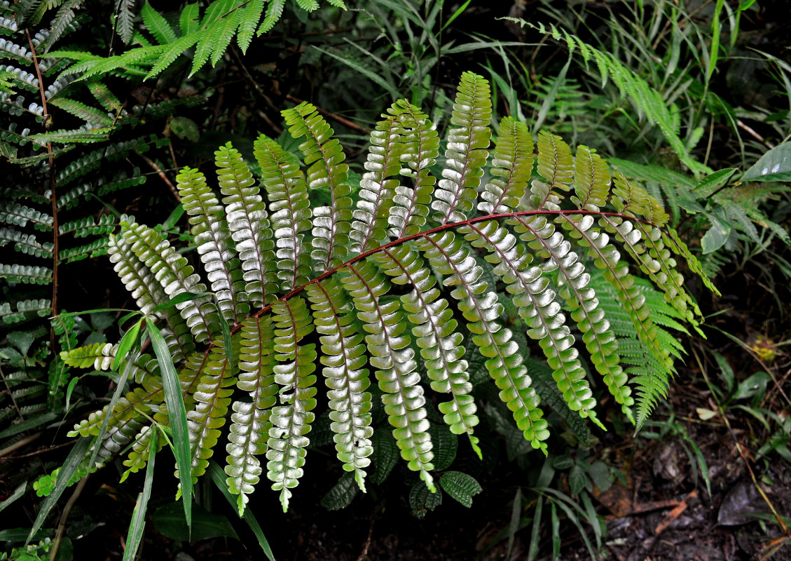 Image of Didymochlaena truncatula specimen.