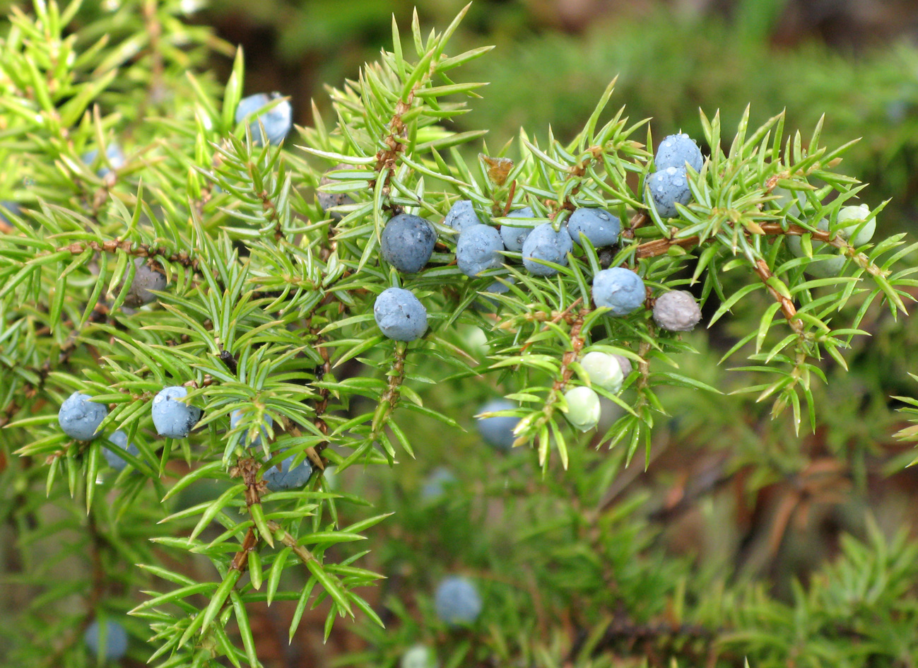 Можжевельник Сибирский Juniperus sibirica Burgsd