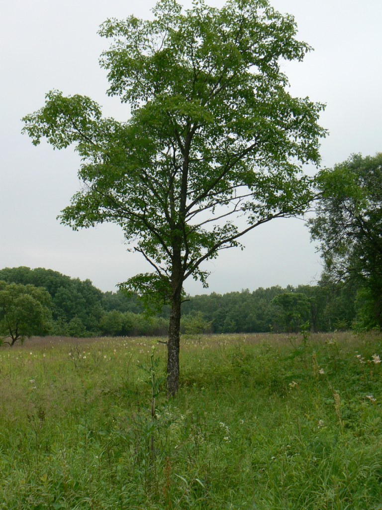 Image of Ulmus japonica specimen.