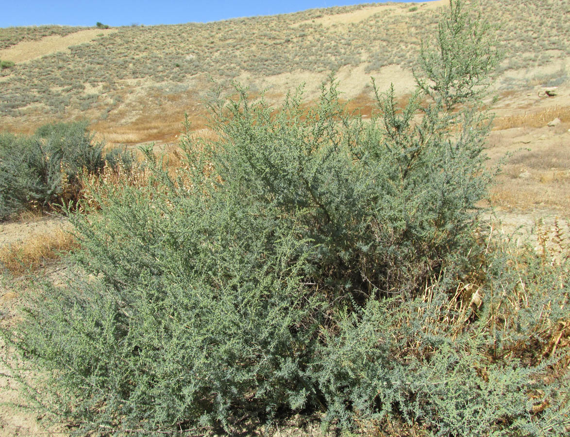 Image of Suaeda microphylla specimen.