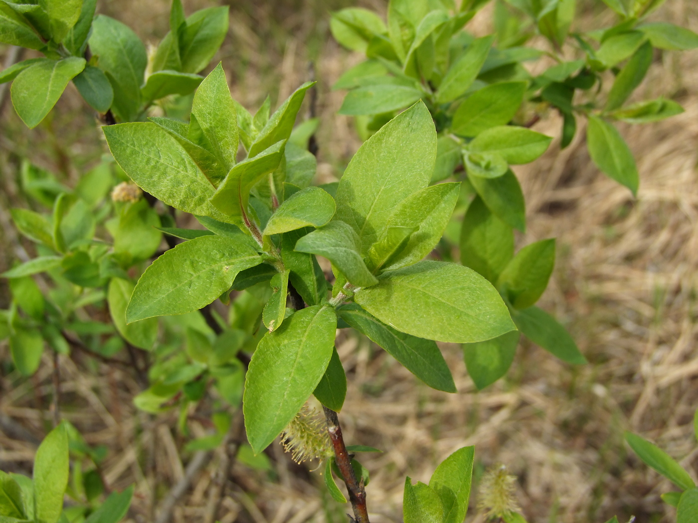 Image of Salix hastata specimen.