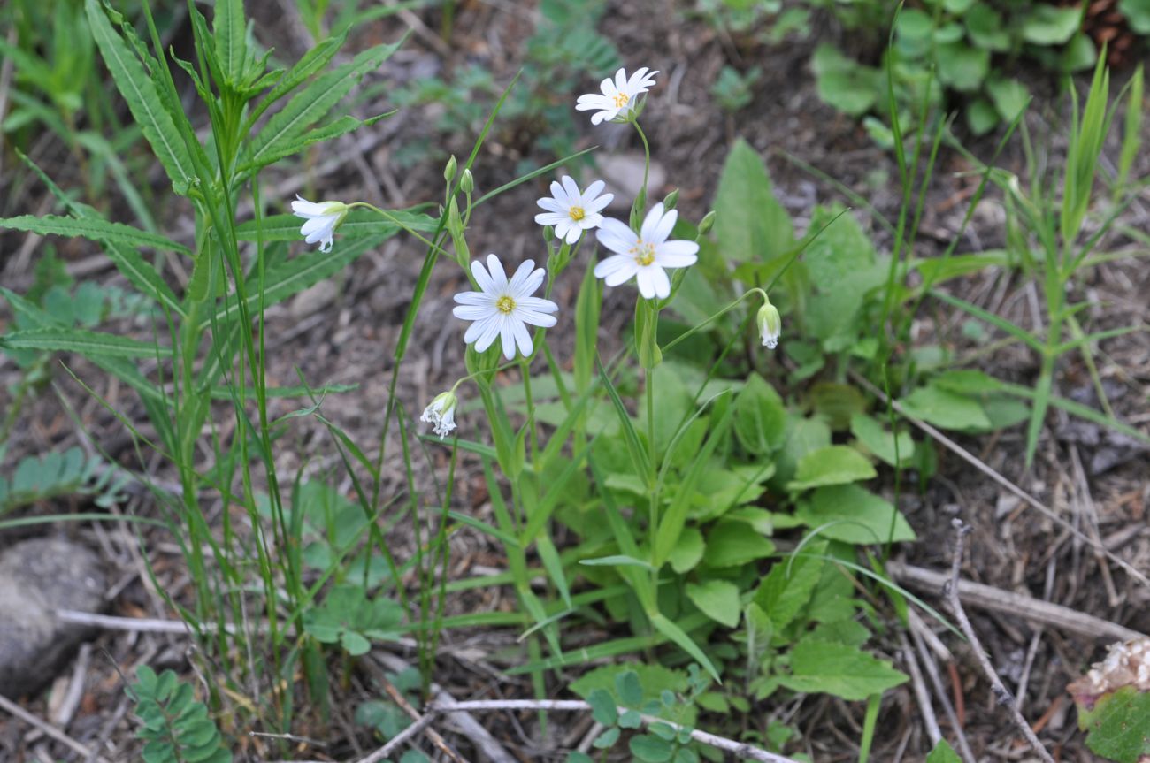 Изображение особи Stellaria holostea.