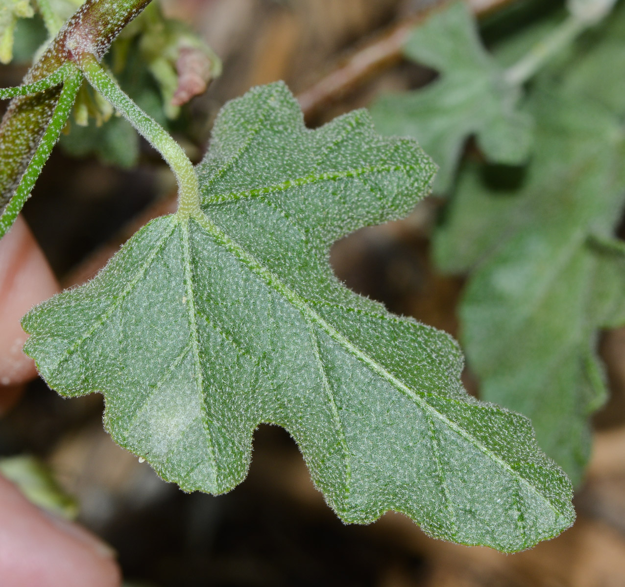 Image of Sphaeralcea grossulariifolia specimen.