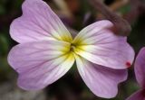 Malcolmia flexuosa. Цветок с ползущим почвенным клещом. Греция, Эгейское море, север о-ва Парос, национальный парк Св. Яниса Детис Колимбифрес; обочина туристической тропы. 11.04.2018.