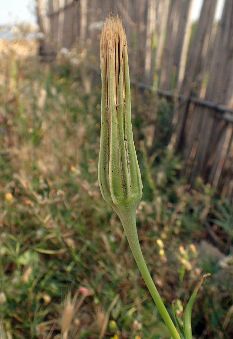 Image of Tragopogon australis specimen.