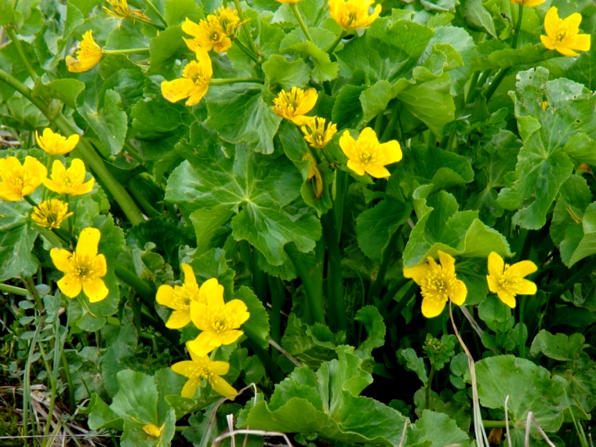 Image of Caltha polypetala specimen.