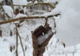 Corylus avellana