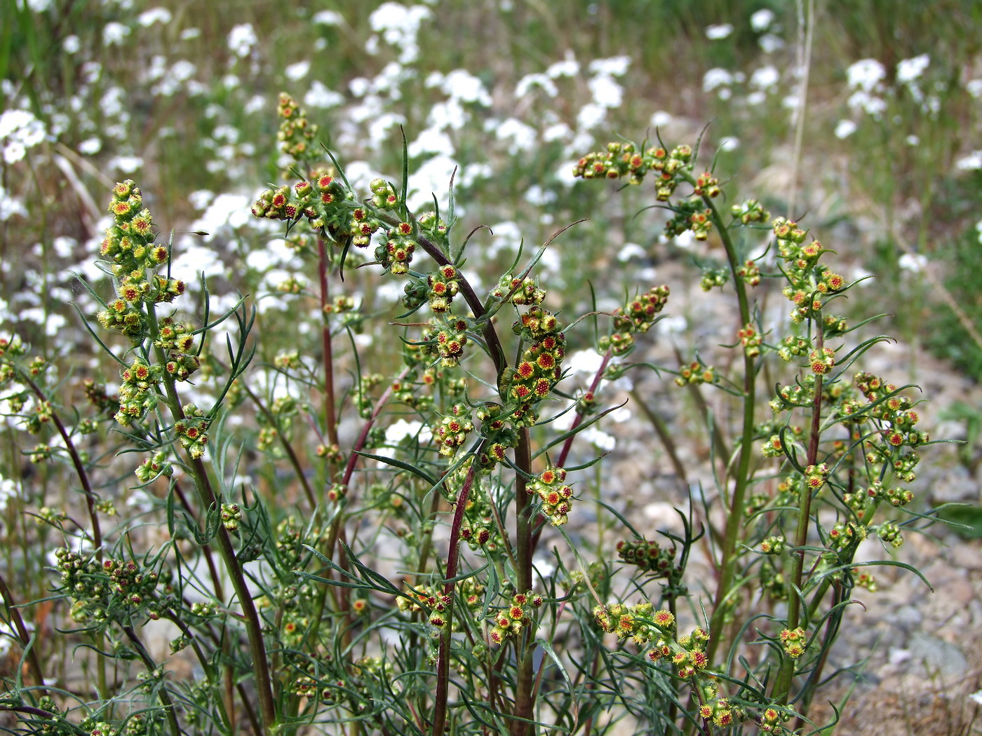 Image of Artemisia borealis specimen.