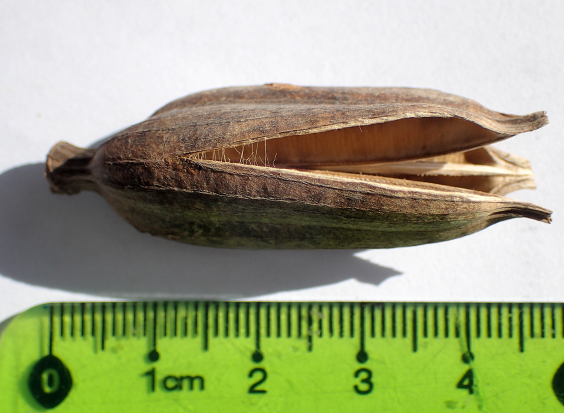 Image of Agave americana specimen.