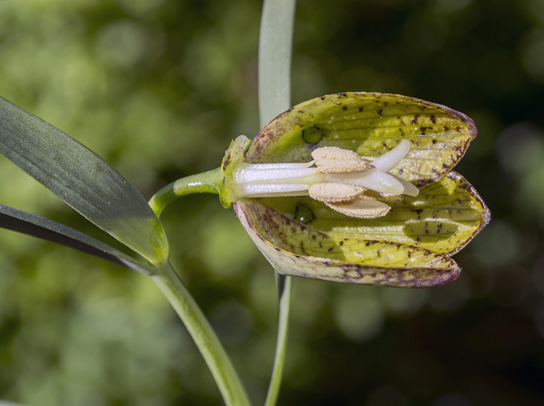 Изображение особи Fritillaria ophioglossifolia.