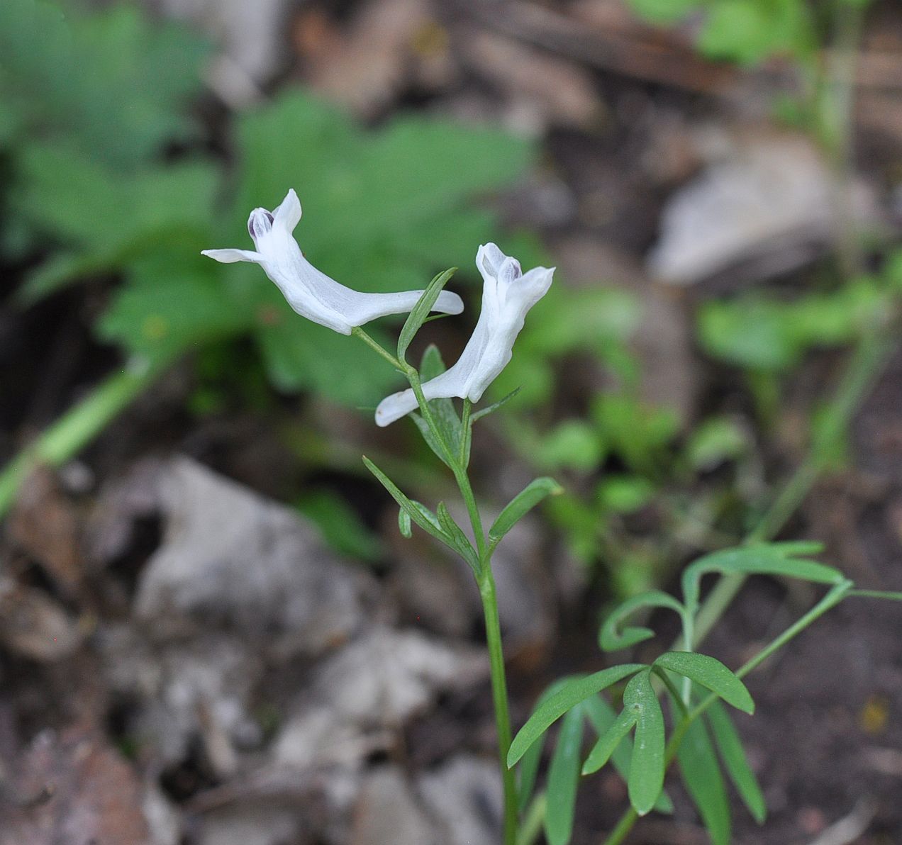 Image of Corydalis angustifolia specimen.