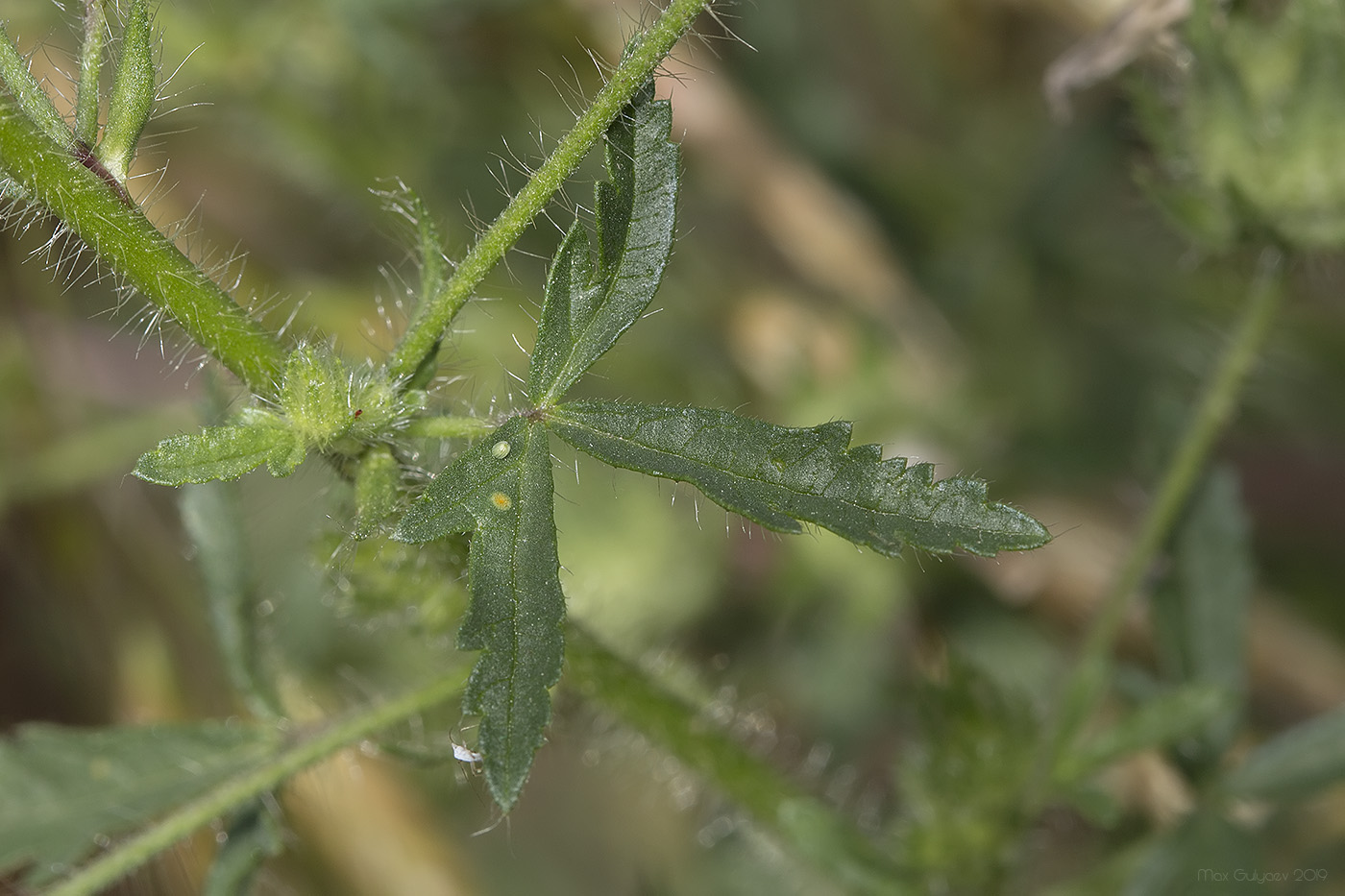 Image of Malva setigera specimen.