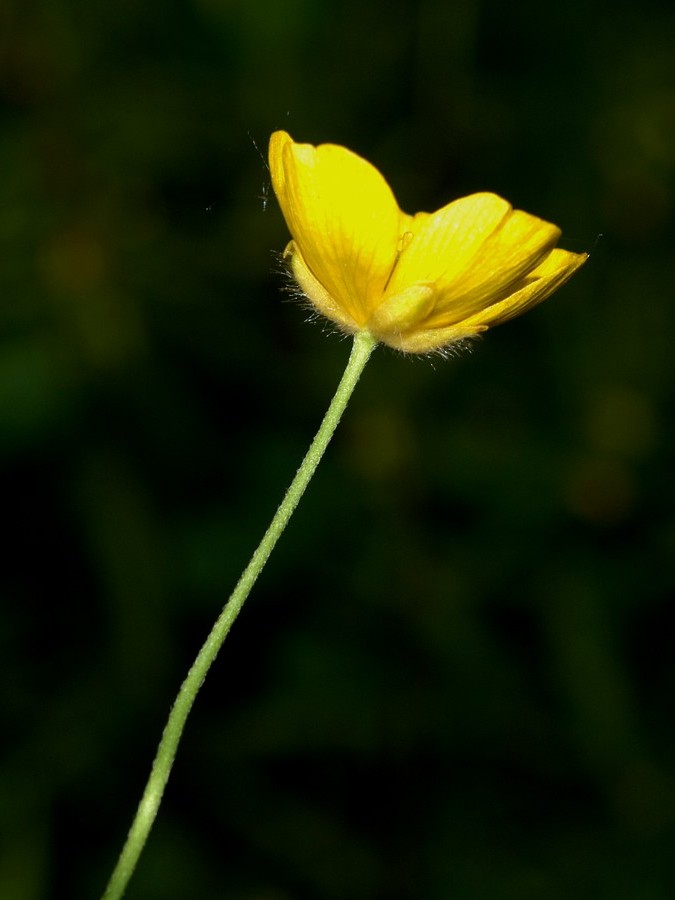 Изображение особи Ranunculus glabriusculus.